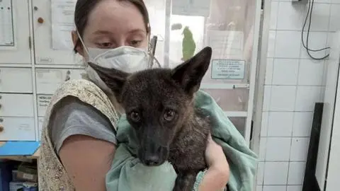 Descubierto por accidente: descubren híbrido de perro y zorro nacido en la naturaleza