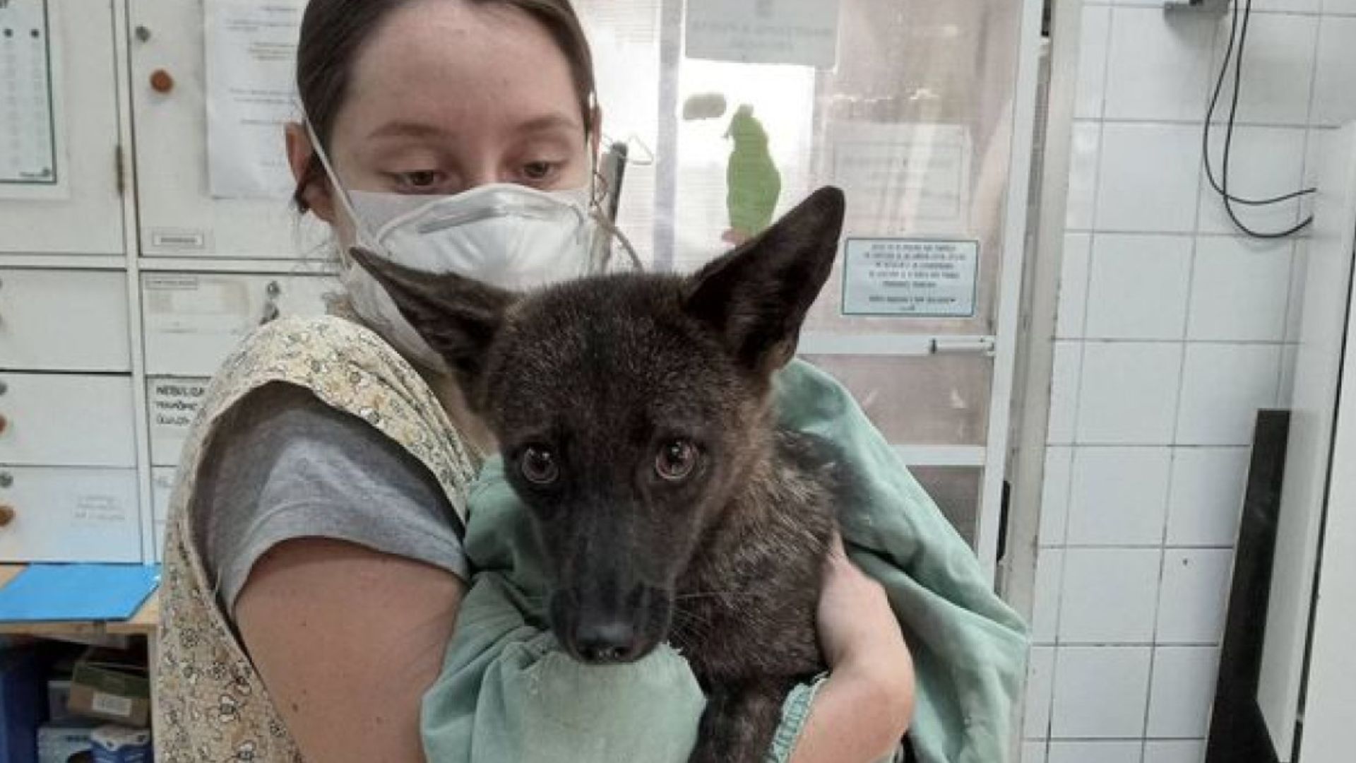 Descubierto por accidente: descubren híbrido de perro y zorro nacido en la naturaleza