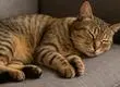 Gatos: Investigadores descubren por qué estos prefieren dormir del lado izquierdo de su cuerpo