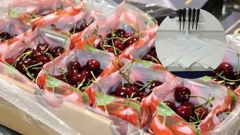 Crean innovador Biopackaging en el Maule que combate hongos y alarga la duración de las frutas