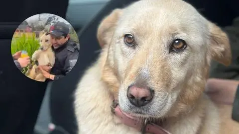 Emotivo reencuentro: Apareció Lucía, la perrita perdida tras la muerte de su dueño en Concepción