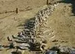 Encuentran 400 esqueletos de ballenas bajo el desierto del Sahara