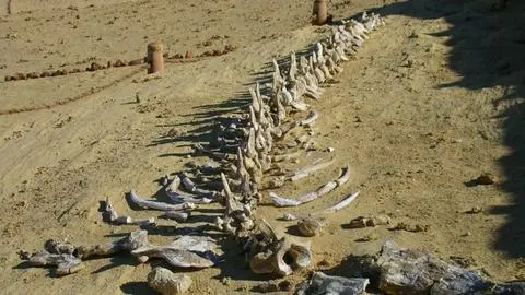 Encuentran 400 esqueletos de ballenas bajo el desierto del Sahara