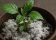 Por qué la tierra de tus plantas se pone blanca: 3 formas para eliminarlo en casa