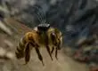 Crean la primera abeja cíborg en China: Podrán usarlo para buscar a personas durante catástrofes