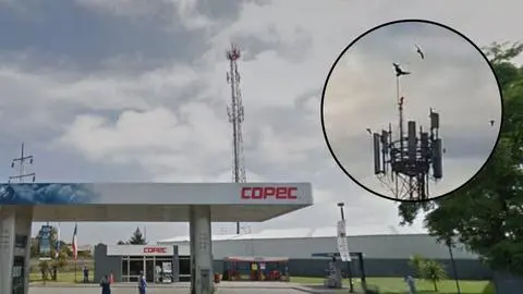 Video registra ave que muere tras quedar atrapada horas en céntrica antena telefónica de Concepción