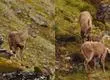 Detectan nueva subpoblación de huemules en Patagonia chilena: Una luz de esperanza para su conservación