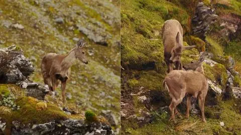 Detectan nueva subpoblación de huemules en Patagonia chilena: Una luz de esperanza para su conservación