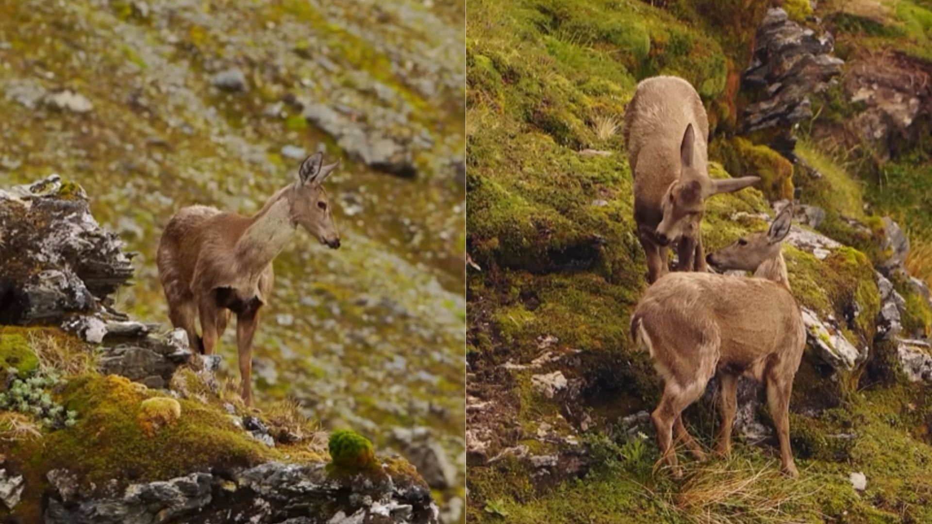 Detectan nueva subpoblación de huemules en Patagonia chilena: Una luz de esperanza para su conservación