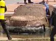 Sería hombre desaparecido hace 15 años: Encuentran huesos humanos dentro de un auto sumergido en el mar en Estados Unidos