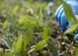 ¿Y si un día se agotara la madera?: Cómo la ciencia chilena está protegiendo la sostenibilidad de los bosques productivos