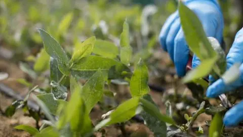 ¿Y si un día se agotara la madera?: Cómo la ciencia chilena está protegiendo la sostenibilidad de los bosques productivos