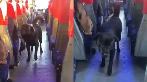 La tierna historia de “Oso”, el perrito que recorre el Gran Concepción arriba de los buses de Tomé