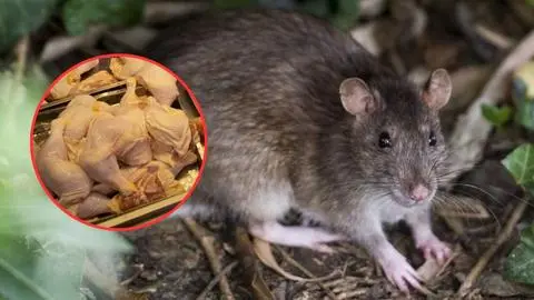 Mujer denuncia haber encontrado heces de roedor en pollo comprado en hipermercado de Punta Arenas