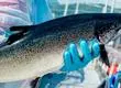 Proveedoras de salmoneras arriesgan multas de US$25 millones por colusión que duró más de una década