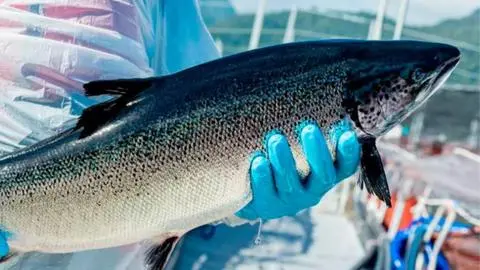 Proveedoras de salmoneras arriesgan multas de US$25 millones por colusión que duró más de una década