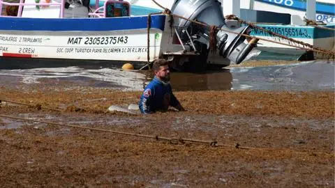 ¿Por qué las playas del caribe se tiñeron de café este 2025?: Los efectos del sargazo