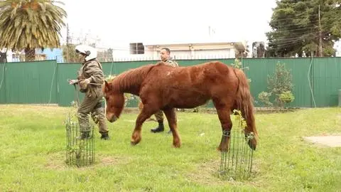 Ladrón del carretón en Talcahuano es detenido en flagrancia: Caballo es trasladado para atención veterinaria
