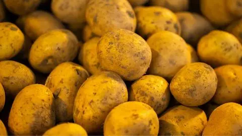 Científicos resuelven origen de la papa: Proviene de una hibridación entre el tomate y una planta chilena