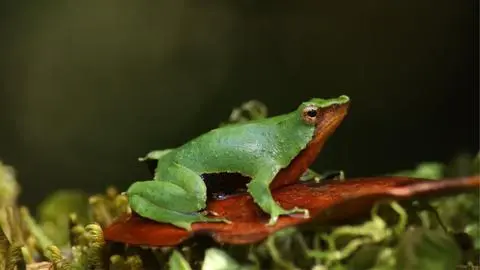 Aprueban “Plan de Recuperación, Conservación y Gestión” que evitaría la extinción de la ranita de Darwin