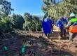 Solo un 10% es bosque nativo: Avanza proyecto de restauración del Cerro Caracol de Concepción