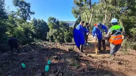 Solo un 10% es bosque nativo: Avanza proyecto de restauración del Cerro Caracol de Concepción