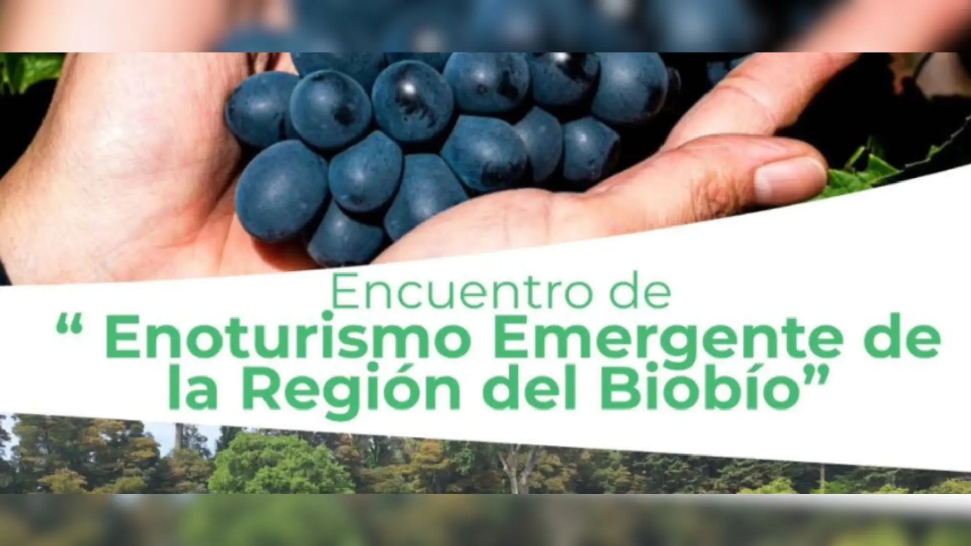 Invitan a “Encuentro de Enoturismo Emergente” en la Provincia de Biobío