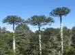 Conaf autorizó tala de casi 100 araucarias por proyecto de vialidad en la región de la Araucanía