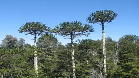 Conaf autorizó tala de casi 100 araucarias por proyecto de vialidad en la región de la Araucanía