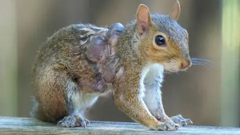 Crece la preocupación por “animales zombis” en Estados Unidos: Reportan a ardillas con verrugas
