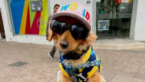 De Curicó para el mundo: Julio el Bakan el perro influencer que la rompe en TikTok