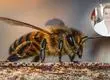 Estudio en Australia demuestra que el veneno de abejas elimina células del cáncer de mama