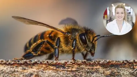 Estudio en Australia demuestra que el veneno de abejas elimina células del cáncer de mama