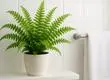 Conoce que plantas que eliminan moho ideales para tu baño