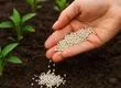 Desechos humanos transformados en biocarbón podrían servir como reemplazo a fertilizante sintéticos