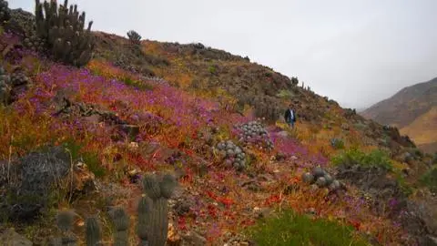 Se acerca la temporada del Desierto Florido de Atacama: Conoce las mejores fechas para visitarlo