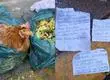 Gallinas torturadas cada luna llena: El inquietante caso de supuesta “brujería” en Santiago que recuerda a oscuro misterio en Concepción