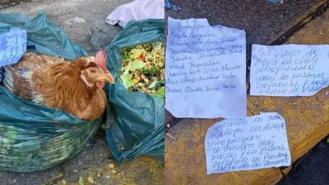 Gallinas torturadas cada luna llena: El inquietante caso de supuesta “brujería” en Santiago que recuerda a oscuro misterio en Concepción
