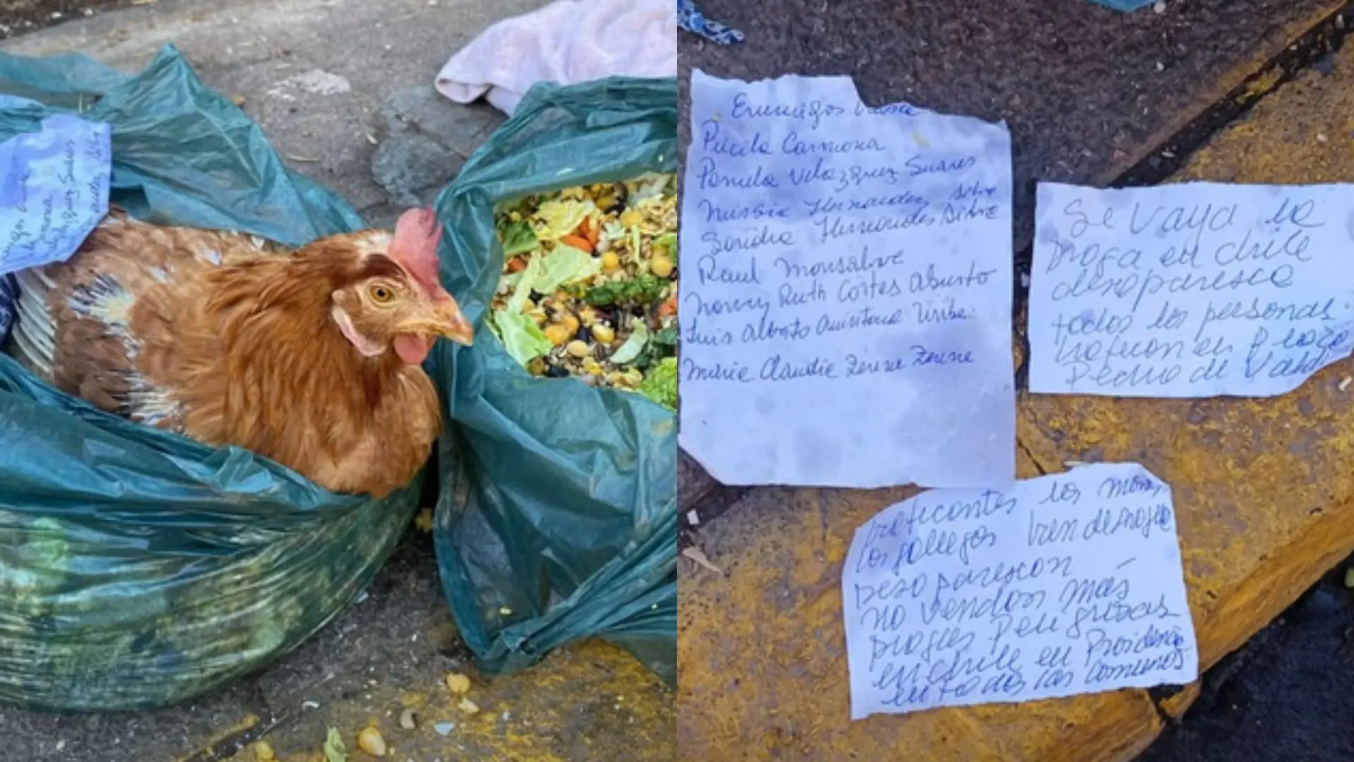 Gallinas torturadas cada luna llena: El inquietante caso de supuesta “brujería” en Santiago que recuerda a oscuro misterio en Concepción