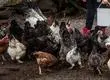 SAG suspende temporalmente importaciones avícolas desde Argentina tras brote de influenza aviar