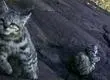 Revelan primer registro de gato andino con su cría en la cordillera de la Costa chilena