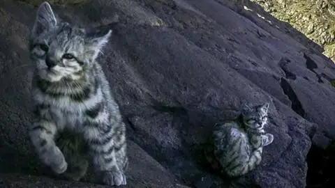 Revelan primer registro de gato andino con su cría en la cordillera de la Costa chilena