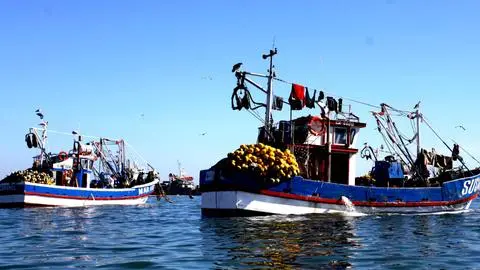 Lo celebra Lebu: Comité Científico declara a la jibia como recurso migratorio y pescadores podrán cruzar a otras regiones a capturarla