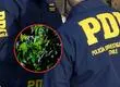 Dueño de propiedad muere luego de discutir con arrendatario en Los Lagos: Discutían por cultivo marihuana indoor en la vivienda