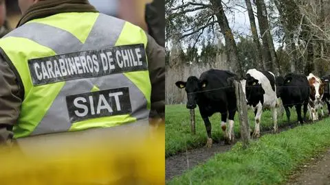 Más de 100 vacunos ingresaron a la Ruta 5 Sur y generaron caos vial: 20 de ellos murieron y 9 vehículos terminaron dañados