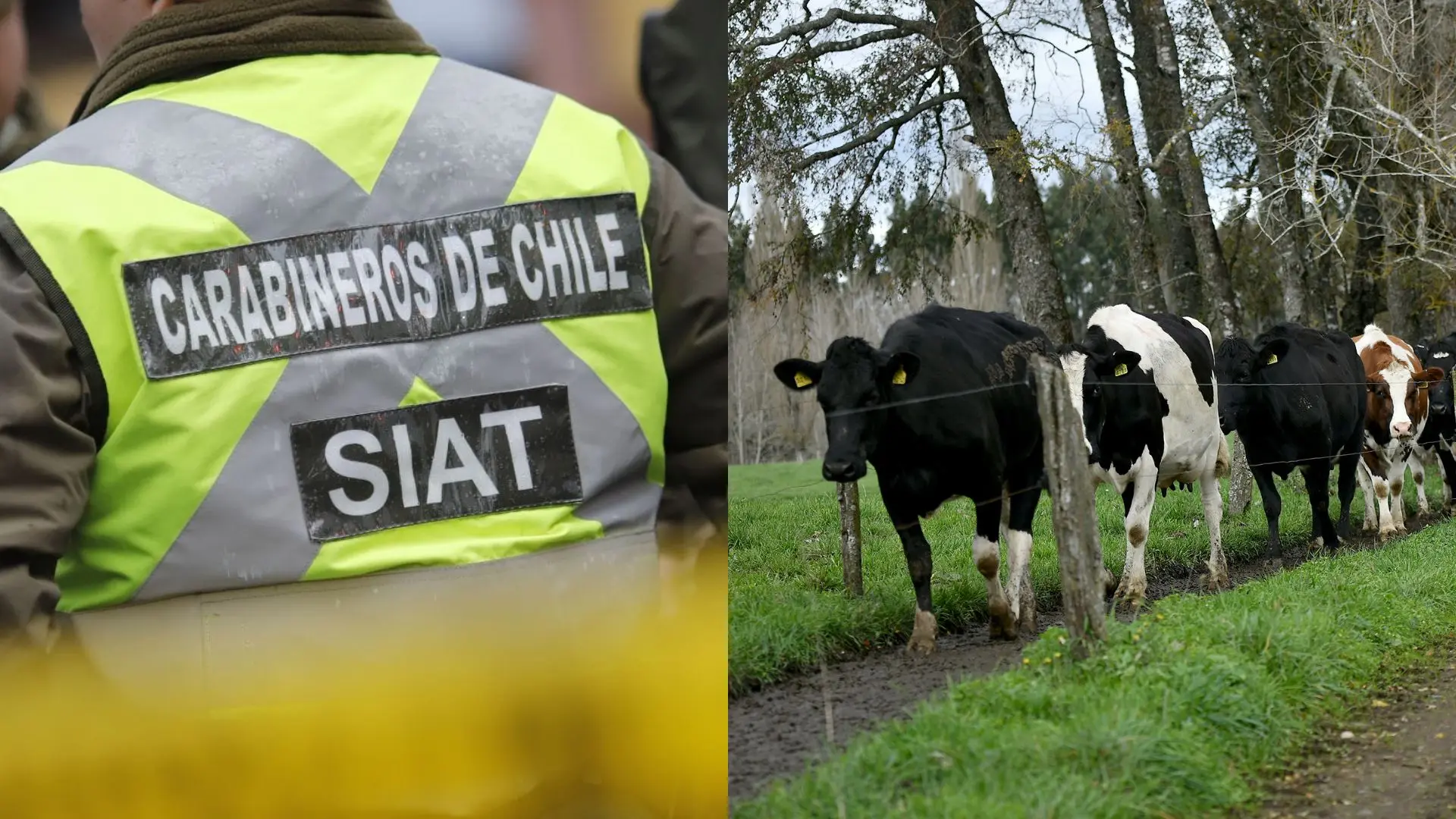 Más de 100 vacunos ingresaron a la Ruta 5 Sur y generaron caos vial: 20 de ellos murieron y 9 vehículos terminaron dañados