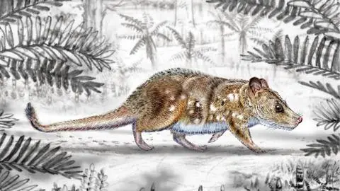 Descubren fósil de pequeño mamífero que convivió con dinosaurios en la Patagonia