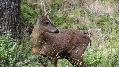 Descubren nueva subpoblación de huemul en la Patagonia chilena: esperanza para su conservación