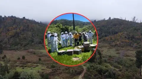 Se llevaron colmenas, armamento y elementos patrimoniales: Apicultor denuncia millonario robo en su fundo “La Palma” en Florida