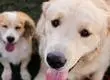 Permiso laboral por duelo de mascotas: avanza la Ley Duque en Chile